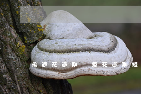 快速花逾期(隨意花逾期短信)