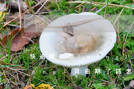快逾期了網(wǎng)貸怎么辦-網(wǎng)貸逾期了該怎么辦
