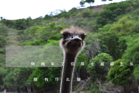 快過年了信用卡逾期怎么辦(銀行卡信用卡逾期有什么辦)