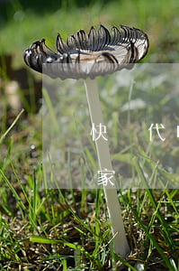 快遞代收款(快遞代收款多久給賣(mài)家)