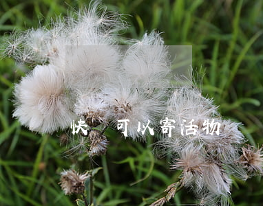 快遞可以寄活物嗎