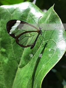 快遞可以寄煙嗎