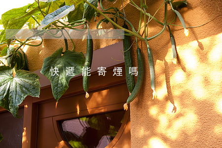 快遞能寄煙嗎
