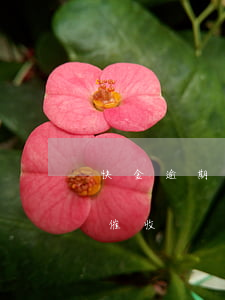 快金逾期還款(新快現(xiàn)逾期幾天催收)