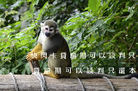 快閃卡貸逾期可以談判只還本金嗎-快閃卡貸逾期可以談判只還本金嗎