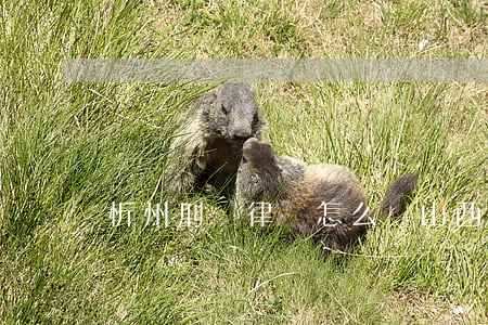 忻州刑辯律師怎么選(山西忻州律師事務所)