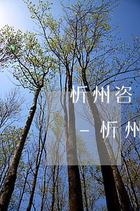 忻州咨詢代辦稅務(wù)逾期申報哪家好-忻州稅務(wù)大廳
