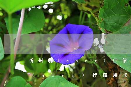 忻州農(nóng)行信用卡逾期了(忻州農(nóng)行信用卡逾期了怎么還款)
