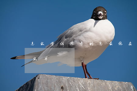 怎么借信用卡利息最低(在信用卡借錢利息怎么算)