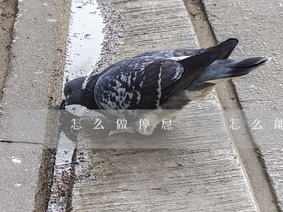 怎么做停息掛賬(怎么能停息掛賬)