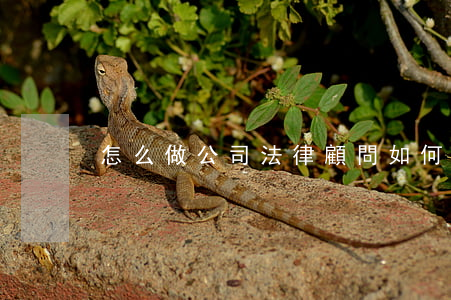 怎么做公司法律顧問(如何做好法律顧問工作)