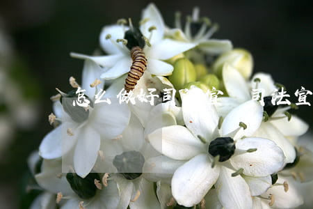 怎么做好司法宣傳(司法宣傳需要宣傳什么)