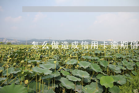 怎么做造成信用卡逾期(信用卡逾期怎么辦)