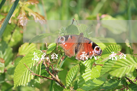 怎么公證繼承人(繼承公證證明)