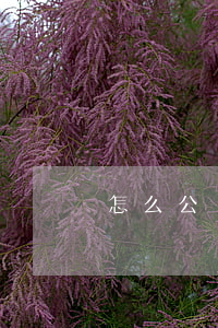 怎么公證繼承(怎么公證繼承)