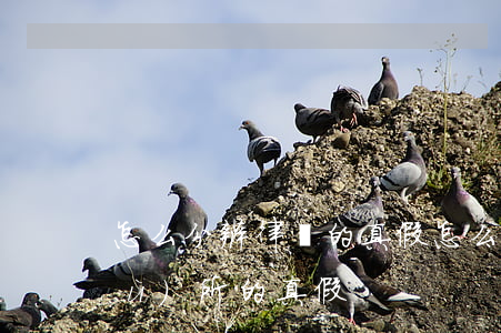 怎么分辨律師的真假(怎么判斷律師事務(wù)所的真假)