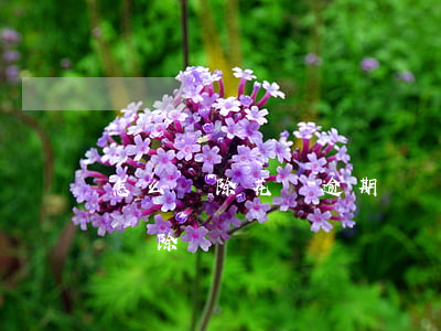 怎么刪除花唄逾期記錄(花唄的還款記錄可以刪除嗎)