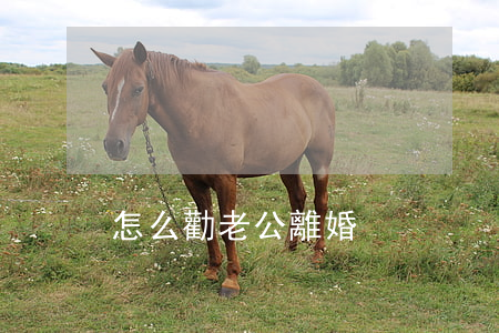 怎么勸老公離婚