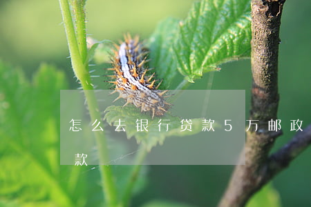 怎么去银行贷款5万 邮政储蓄10万无息贷款