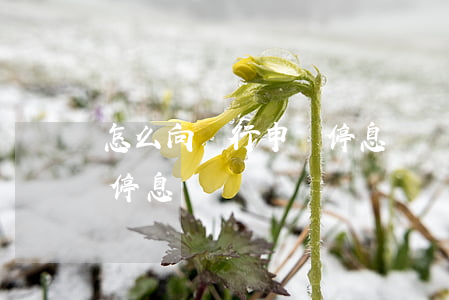 怎么向銀行申請停息掛賬(哪些銀行可以申請停息掛賬)