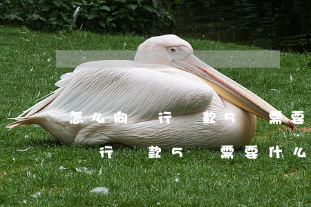 怎么向銀行貸款5萬需要什么條件-怎么向銀行貸款5萬需要什么條件呢