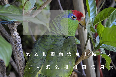 怎么和招商信用卡協(xié)商還款還不了-怎么和招商信用卡協(xié)商還款還不了呢