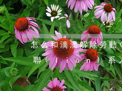 怎么和滴滴解除勞動(dòng)合同(滴滴聯(lián)系人怎么解除)