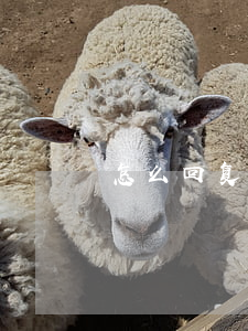 怎么回复律师函格式(律师回函模板)