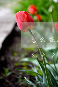 怎么在app查詢信用卡是否逾期-怎么在app查詢信用卡是否逾期了