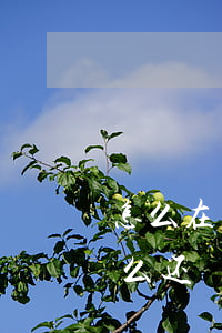 怎么在电脑上还花呗欠的钱(用花呗里的钱怎么还)