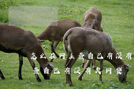 怎么在网上查自己有没有欠网贷(怎么在网上查自己有没有欠网贷)