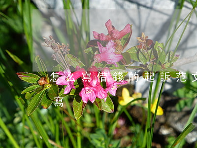 怎么寫借錢的起訴范文-借錢的起訴書怎么寫
