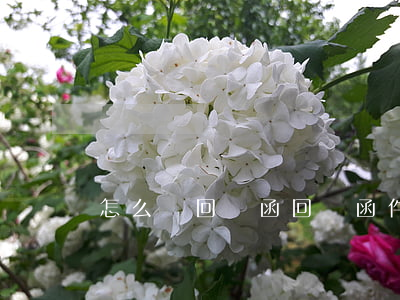 怎么寫回復函(回復函件該怎么寫)