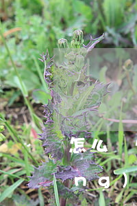 怎么寫欠條才受法律保護(hù)(請(qǐng)問欠條怎么寫才受法律保護(hù))