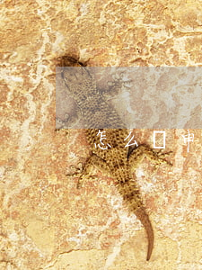 怎么寫申訴書(怎么寫申訴狀)