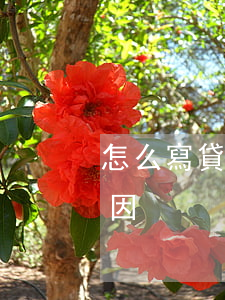 怎么寫貸款逾期材料(怎樣寫貸款逾期申訴原因)