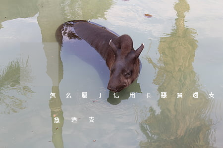 怎么屬于信用卡惡意透支(怎么屬于信用卡惡意透支)