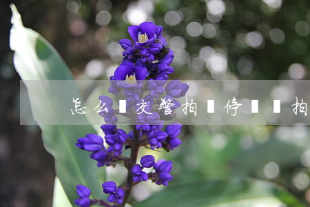 怎么幫交警拍違停賺錢(拍違章車輛怎么賺錢)