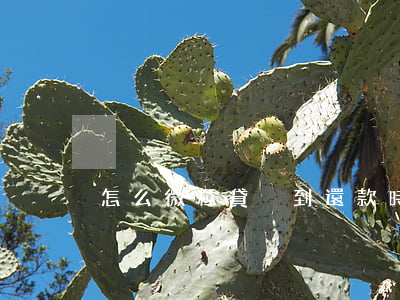 怎么微粒貸沒到還款時間還不到-