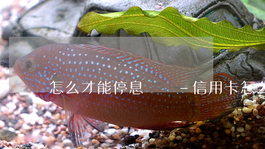 怎么才能停息掛賬-信用卡怎么才能停息掛賬