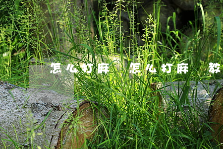 怎么打麻將(怎么打麻將教程)