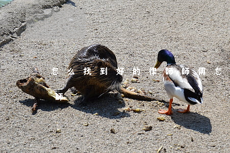 怎么找到好的律師師傅(怎樣找到一個好的律師)