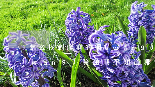怎么找到逾期的網(wǎng)貸平臺(網(wǎng)貸逾期不知道哪個平臺怎么辦)
