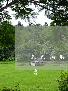 怎么抽取花唄分期免息(如何得到花唄分期免息)