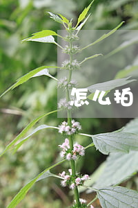 怎么拍違法停車掙錢呢(幫交警拍違章停車賺錢)