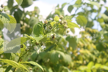 怎么挽回老公的感情(怎么樣才能徹底挽回老公的心)