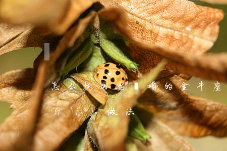 怎么挽回要離婚的金牛座(金牛座離婚時(shí)做法)