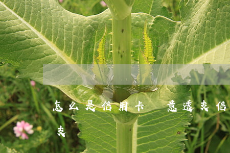 怎么是信用卡惡意透支(信用卡怎么為惡意透支)