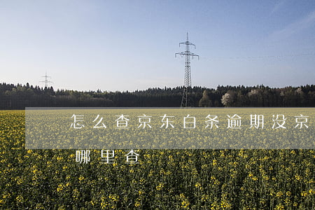 怎么查京东白条逾期没(京东白条逾期记录在哪里查)