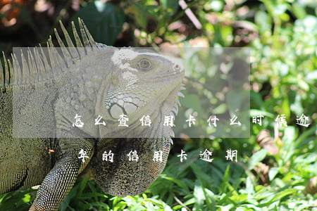 怎么查信用卡什么时候逾期的（贷款能查到几年的信用卡逾期）